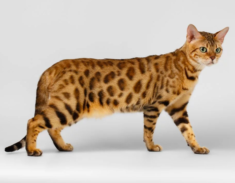 Hybrid Cat Breeds Exotic House Cat Hybrid Cat Breeds Exotic House Cat
