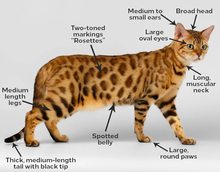 Bengal Exotic House Cat