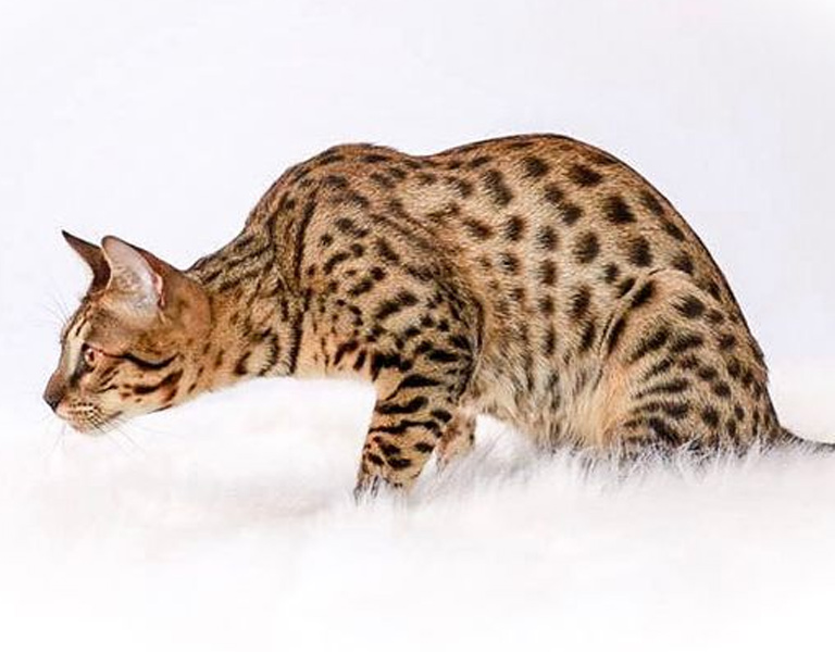 savannah hybrid cat breed
