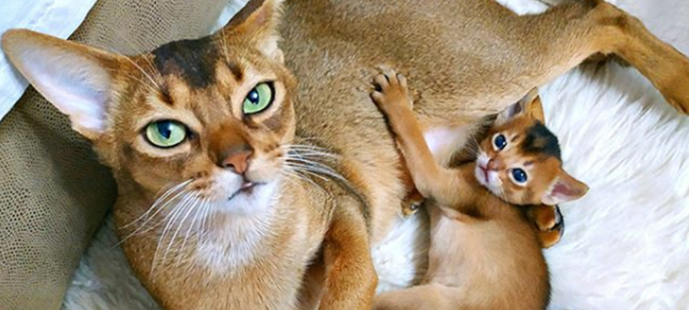 Abyssinian Mom Cat And Kitten